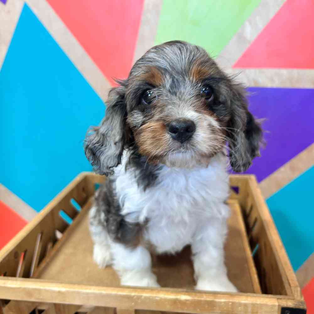 carousel pet images