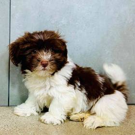 Havanese