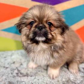 Pekingese