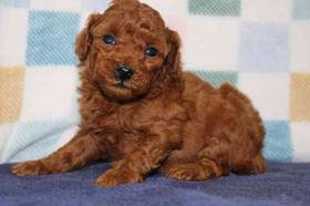 Mini Goldendoodle