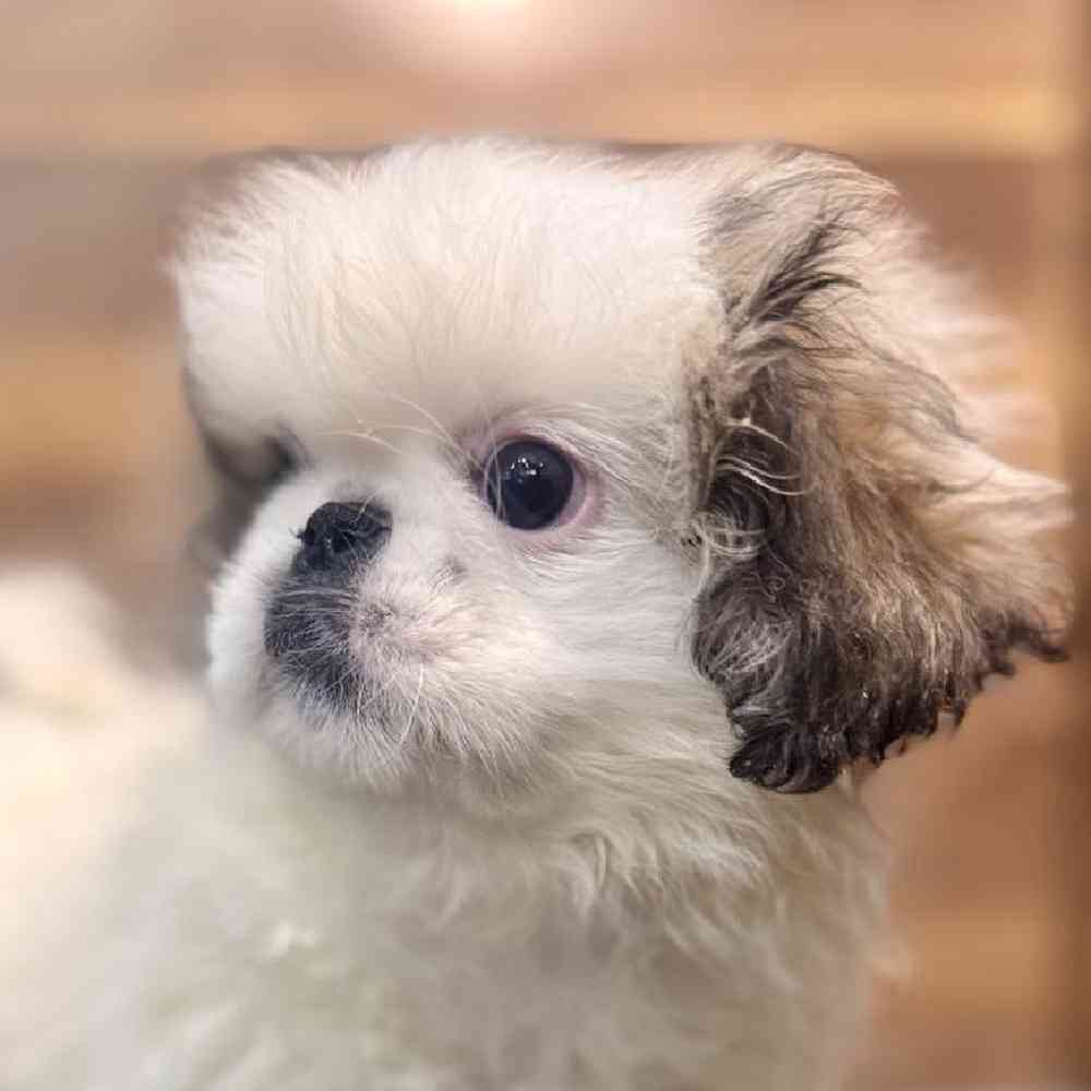 Image of a pet breed in the gallery
