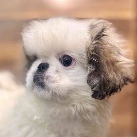 Pekingese