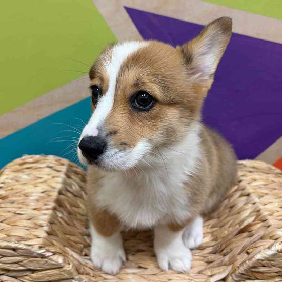 Crouton
