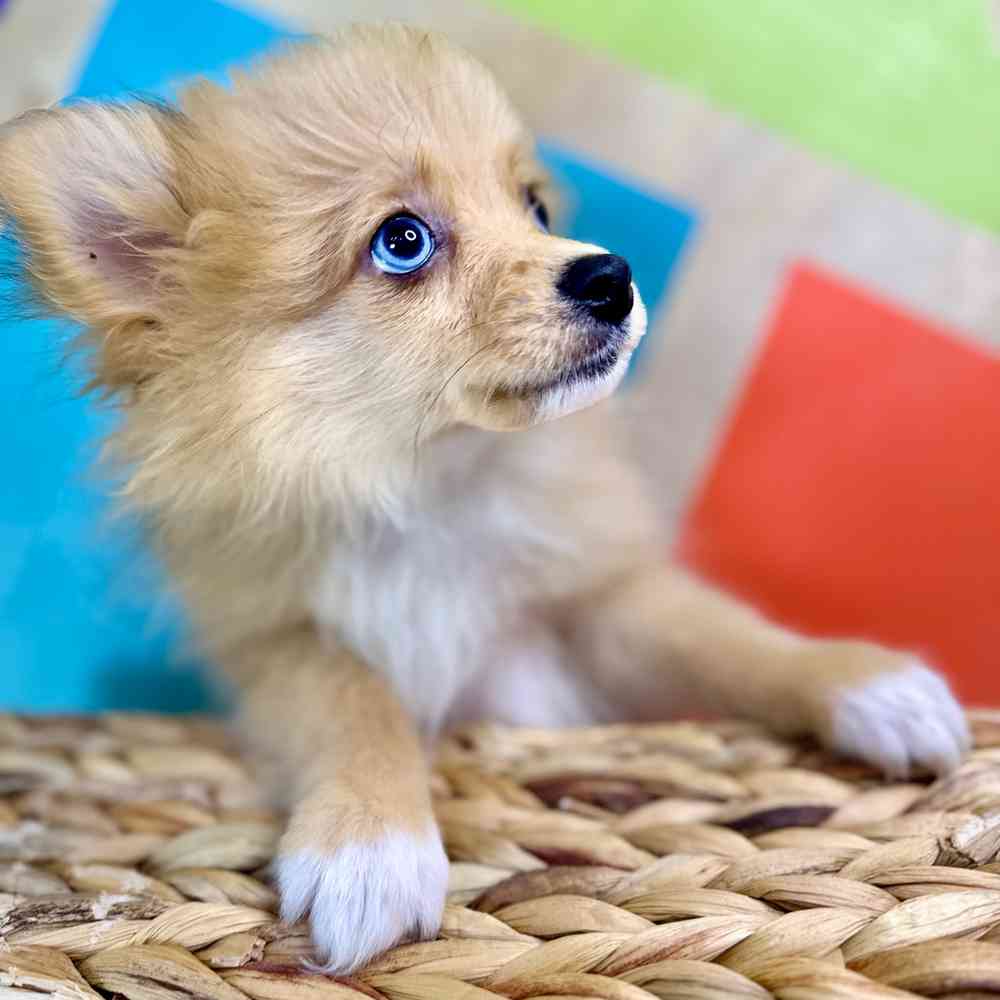 carousel pet images