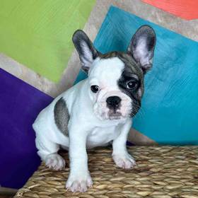 French Bulldog