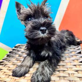 Mini Schnauzer