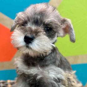 Mini Schnauzer