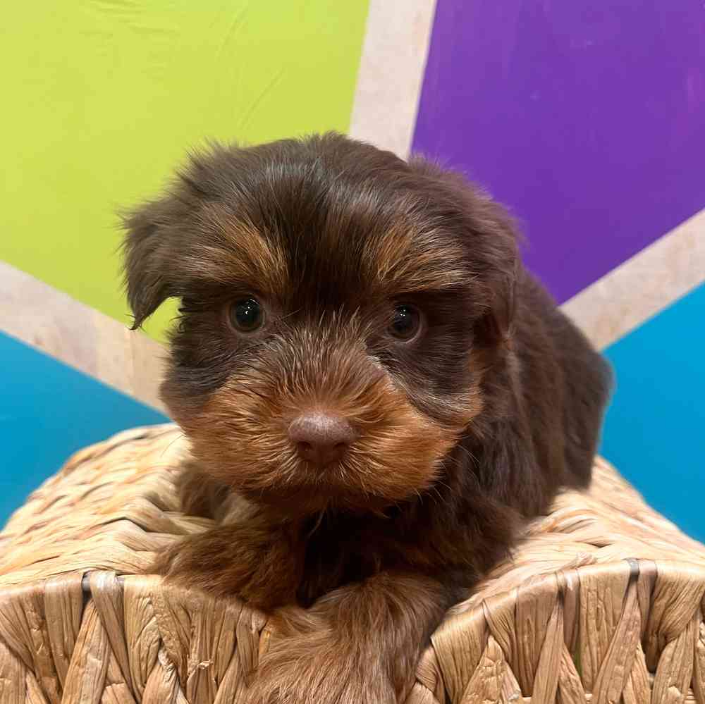 carousel pet images