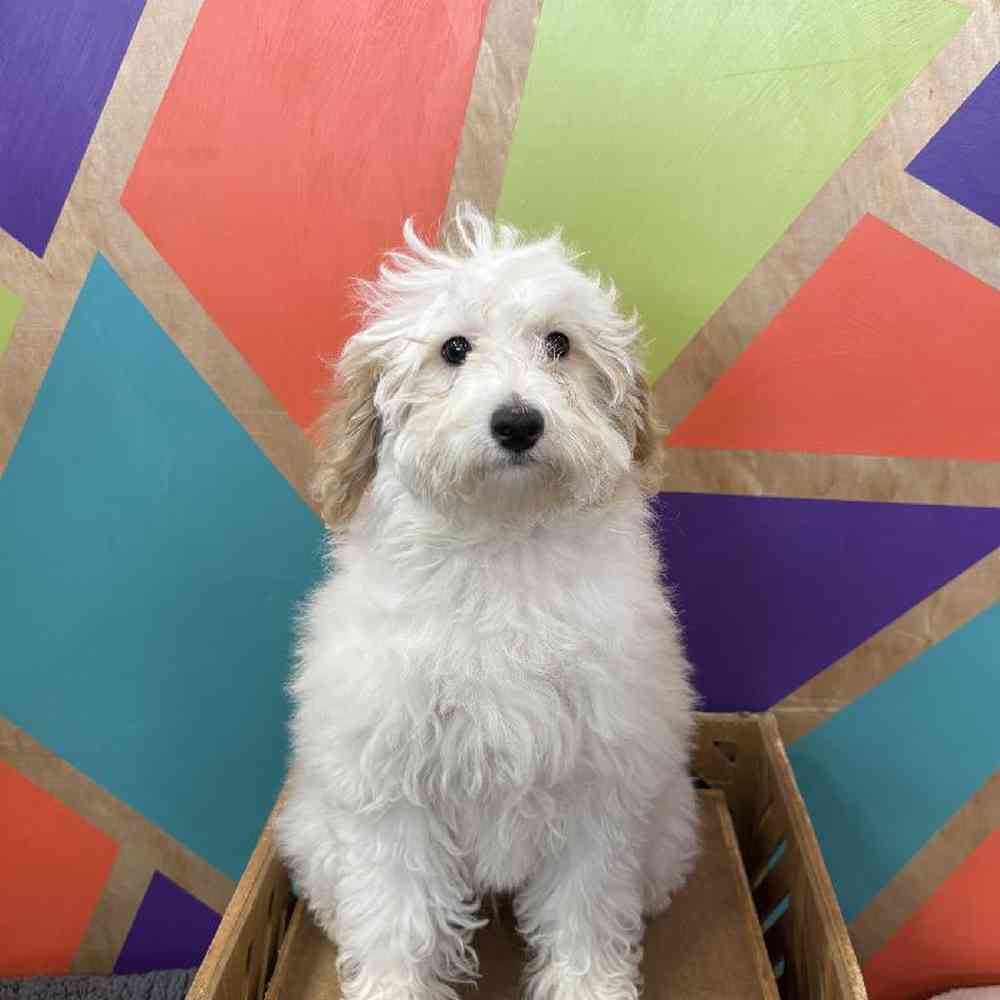 Image of a pet breed in the gallery