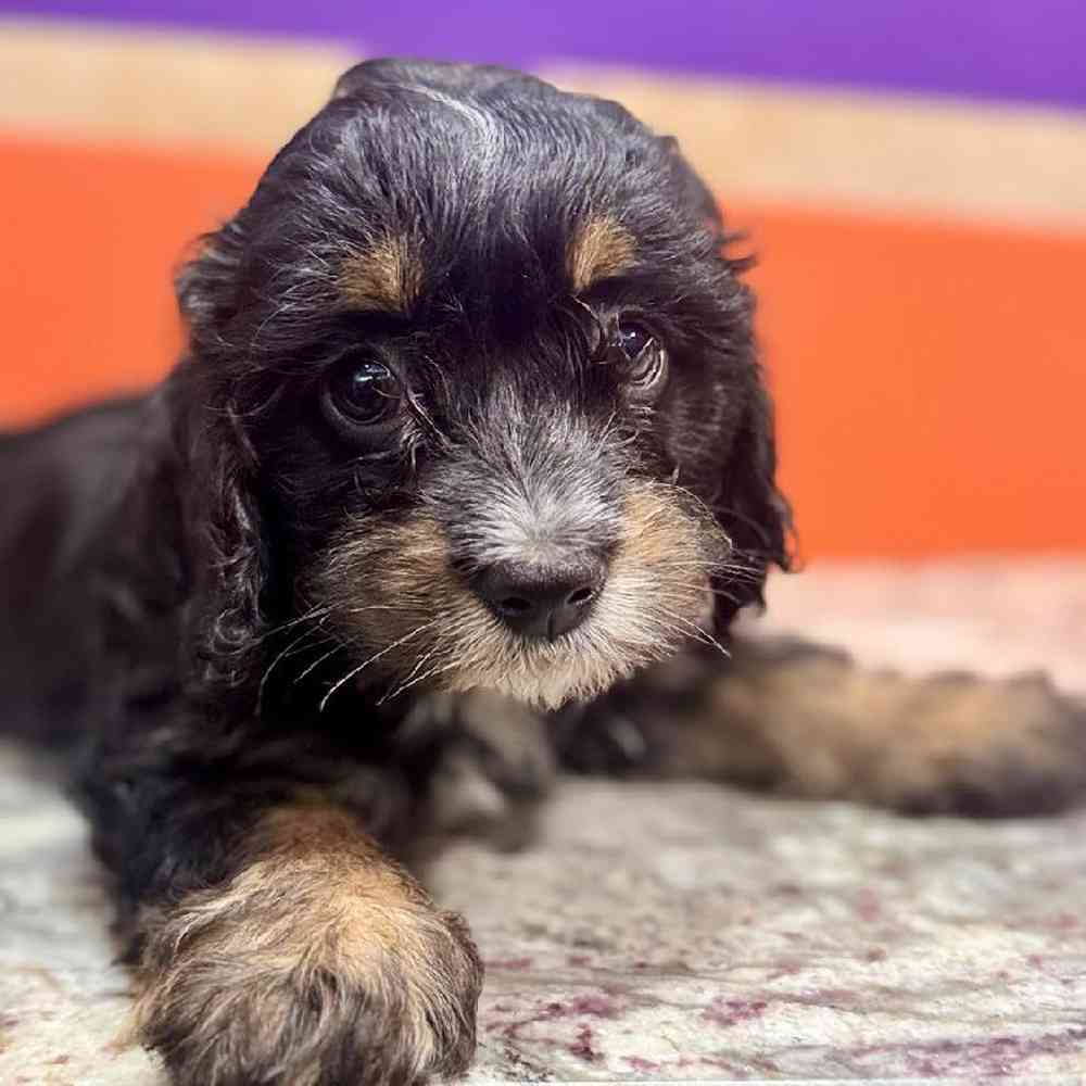 carousel pet images