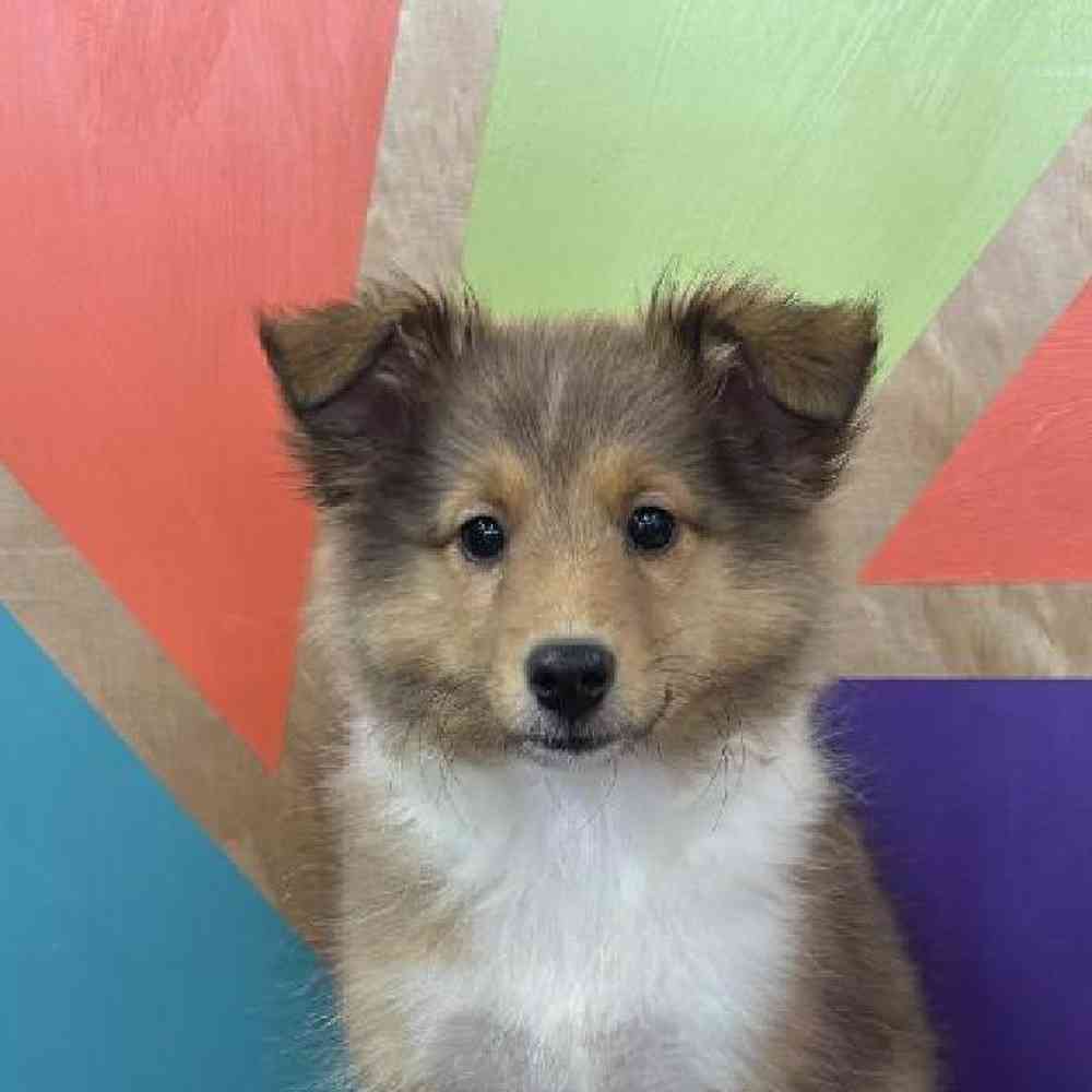carousel pet images