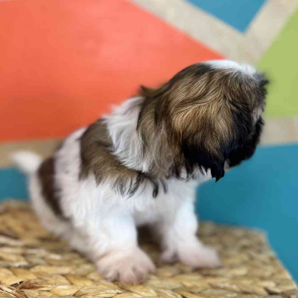 carousel pet images