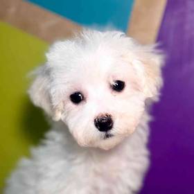 Bichon