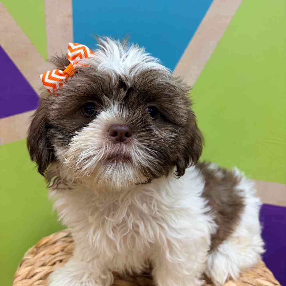 carousel pet images