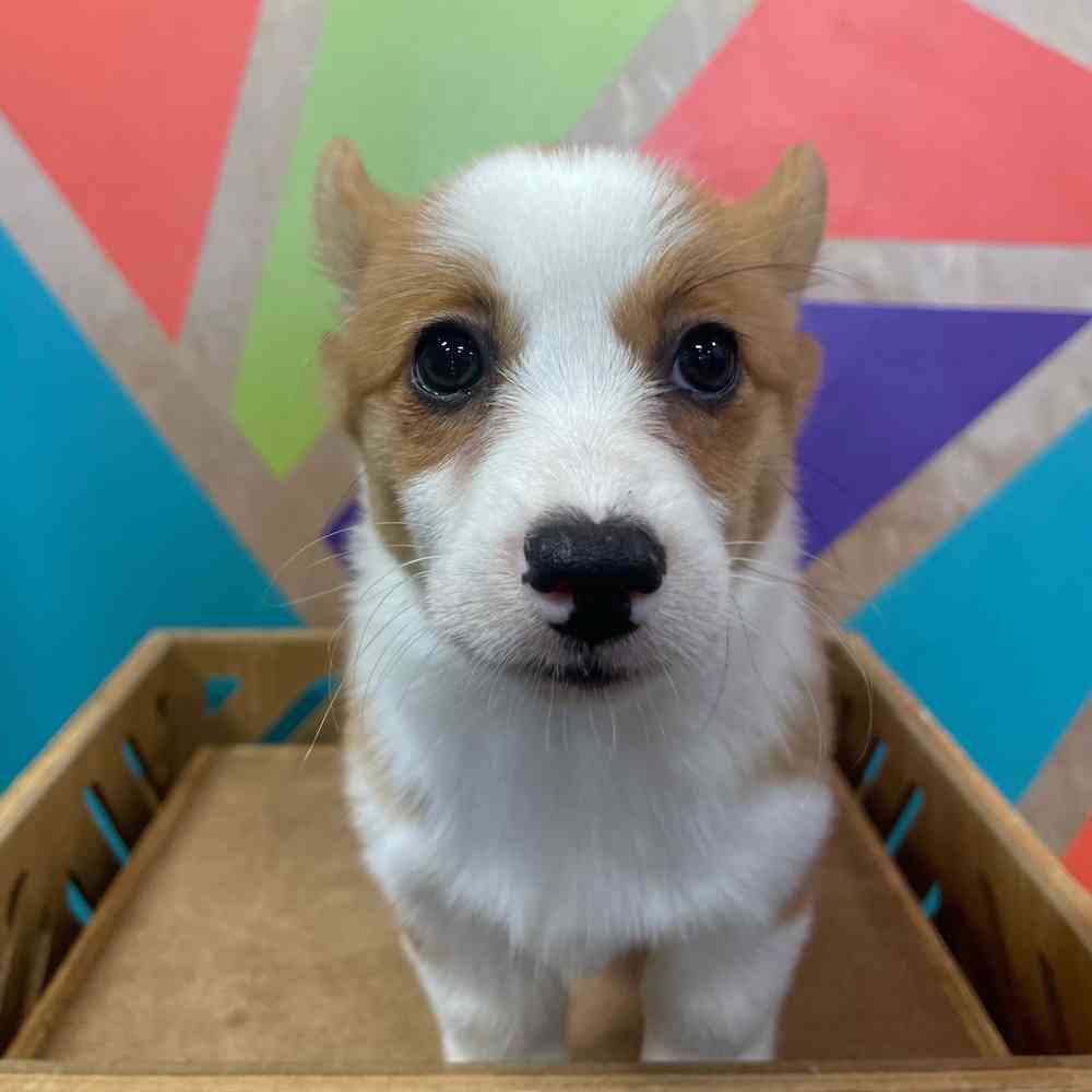 carousel pet images