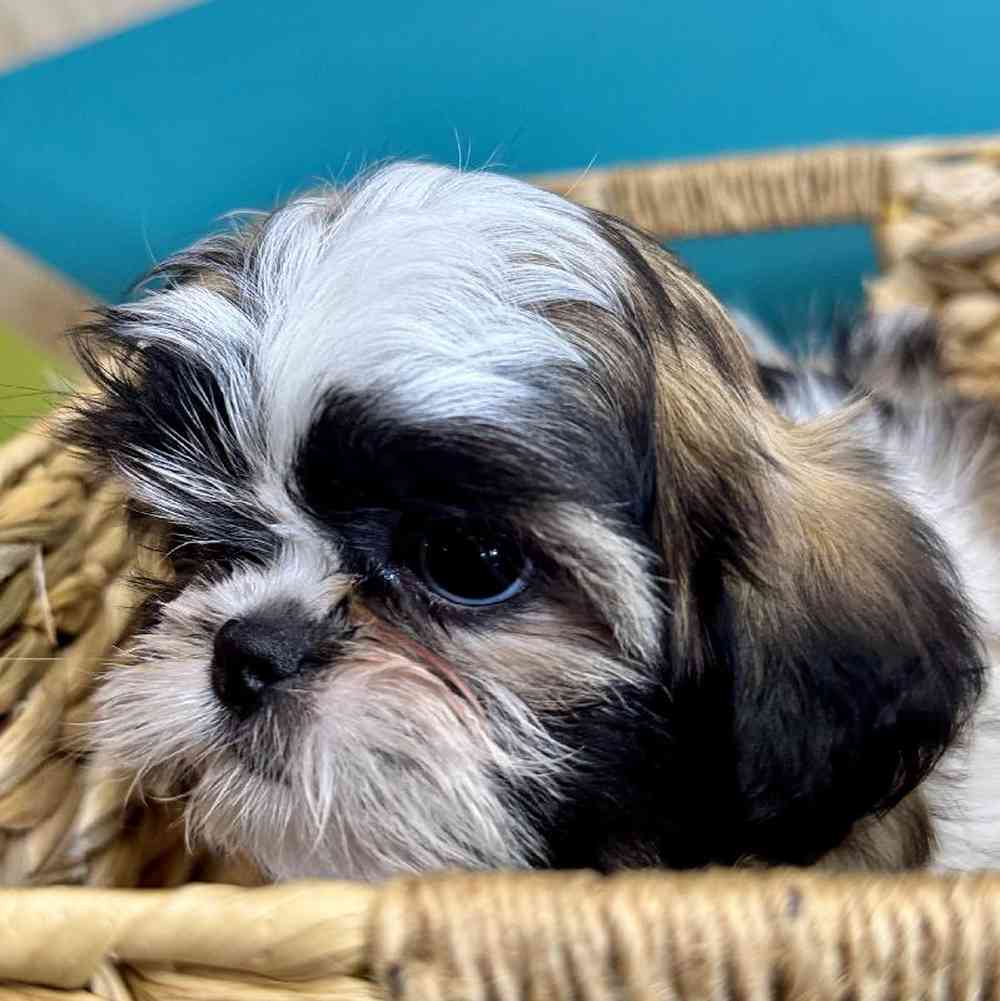 carousel pet images