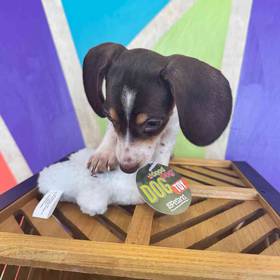 Mini Dachshund