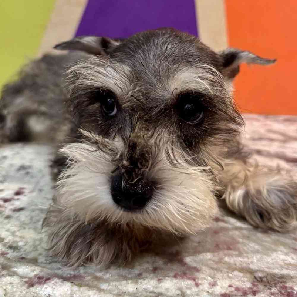 carousel pet images