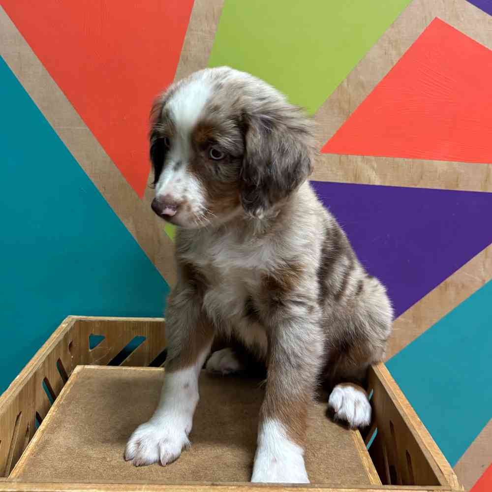 carousel pet images