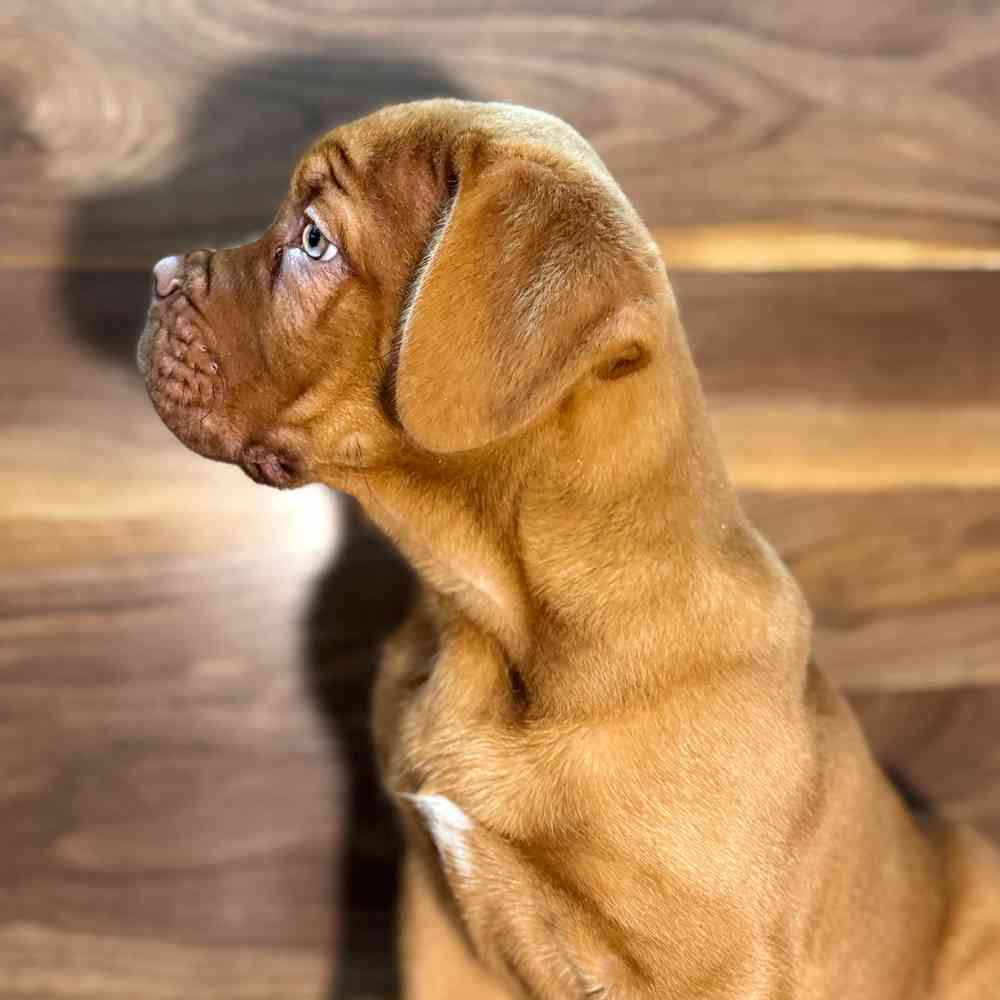 carousel pet images