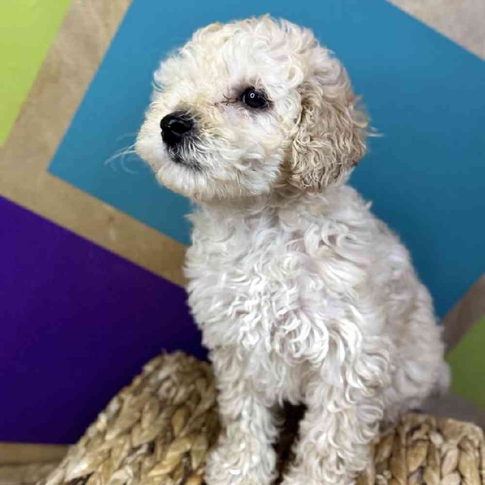 carousel pet images