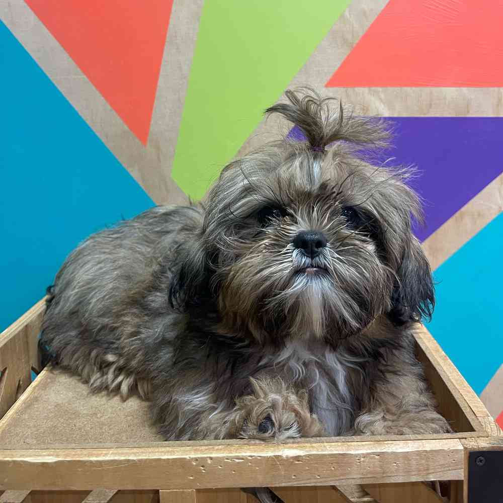carousel pet images