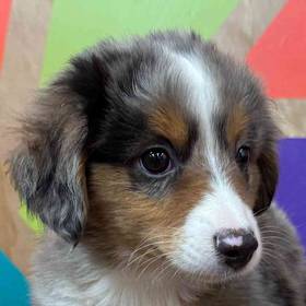 Mini Aussie