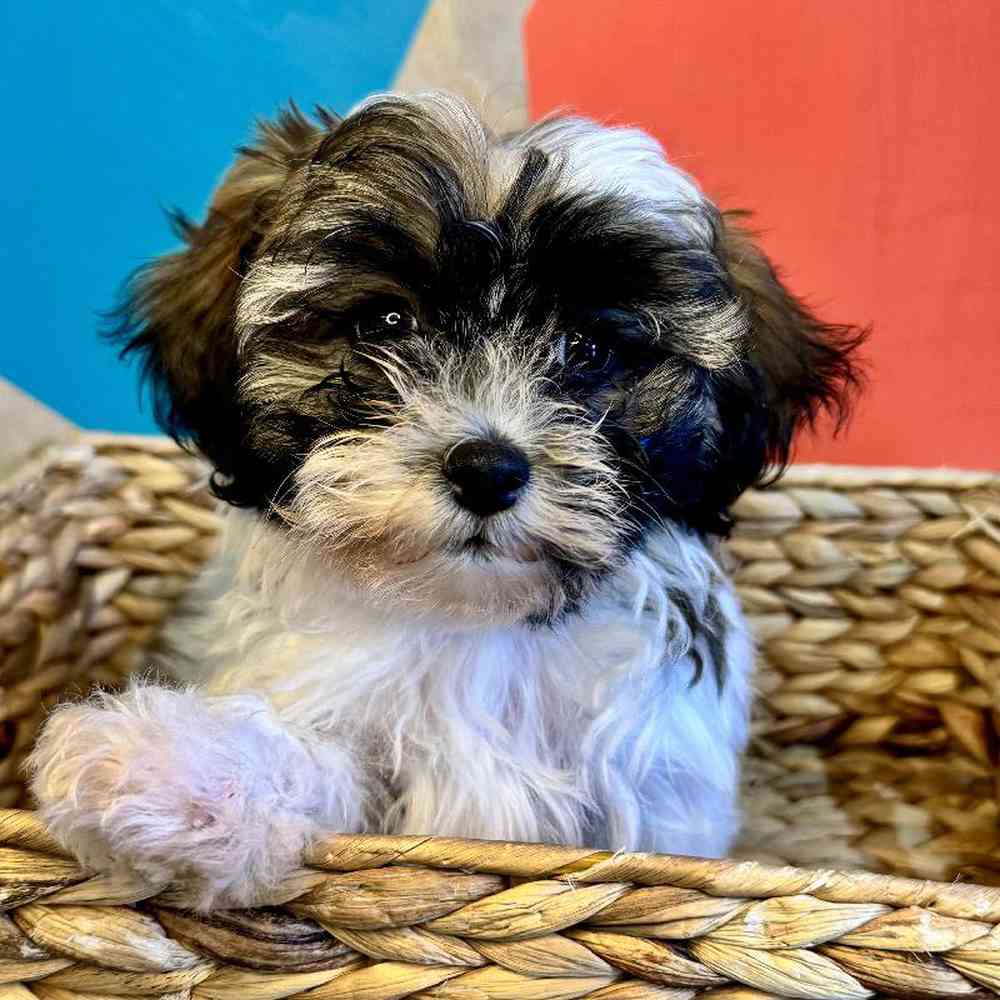 carousel pet images