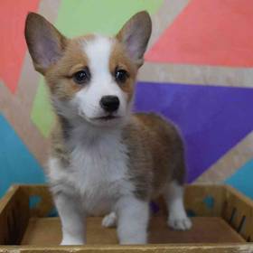 Pembroke Welsh Corgi