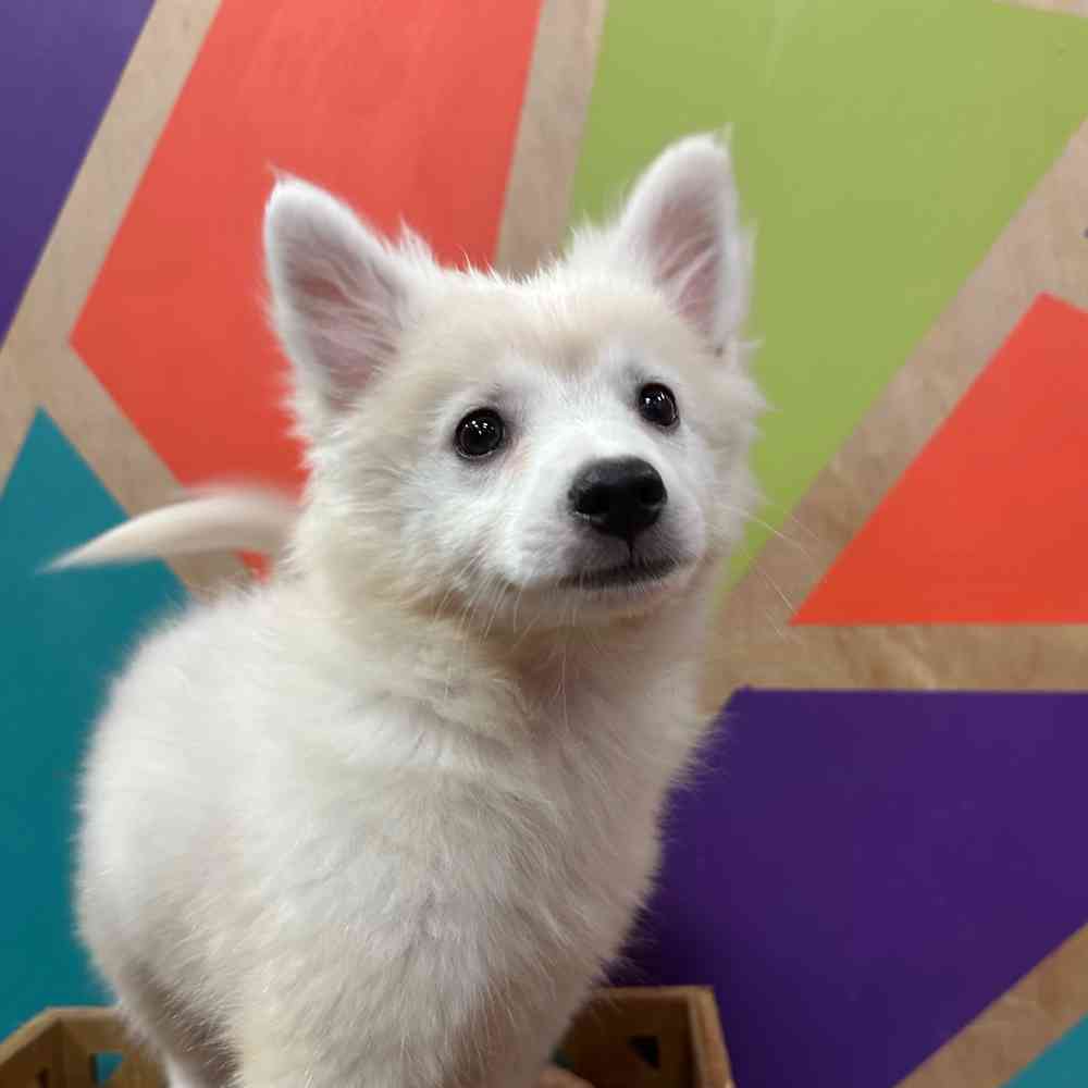 Image of a pet breed in the gallery