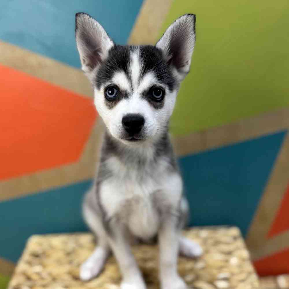 carousel pet images
