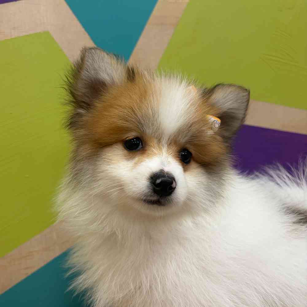 Image of a pet breed in the gallery