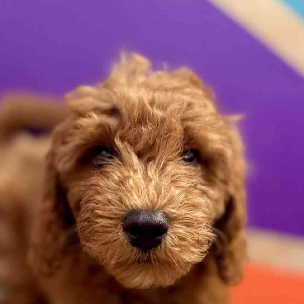 Image of a pet breed in the gallery