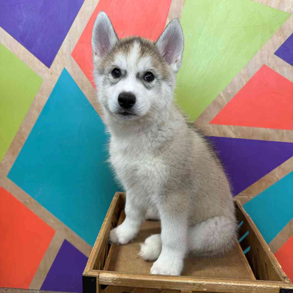 Image of a pet breed in the gallery