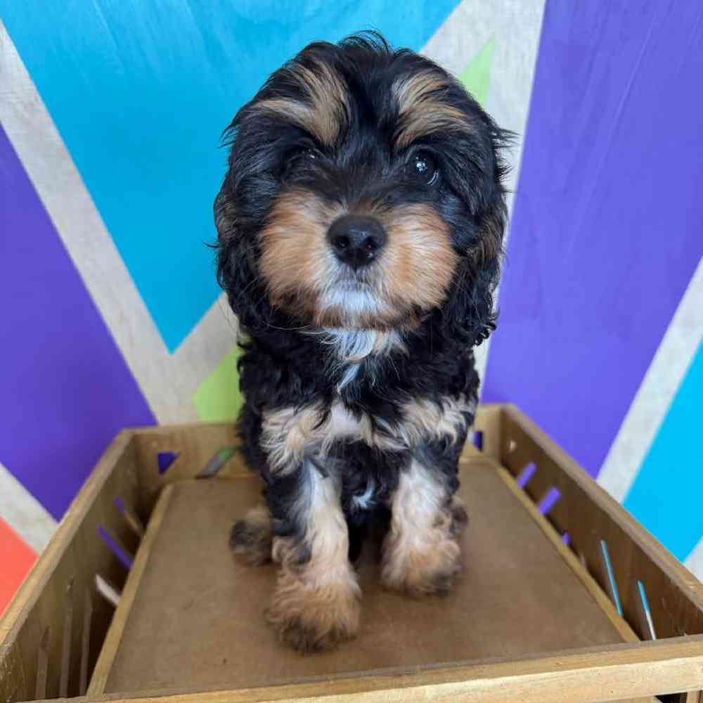 Image of a pet breed in the gallery