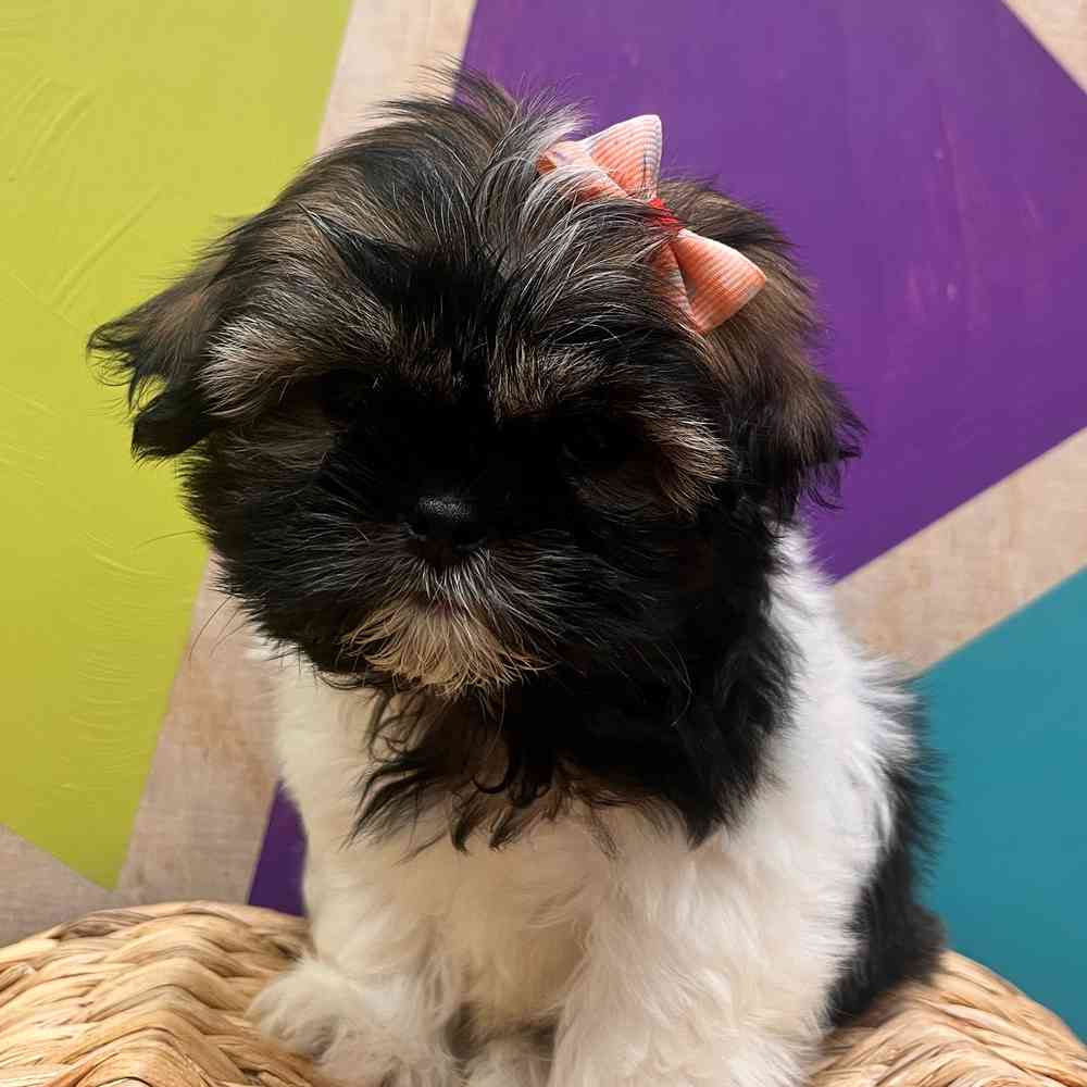carousel pet images