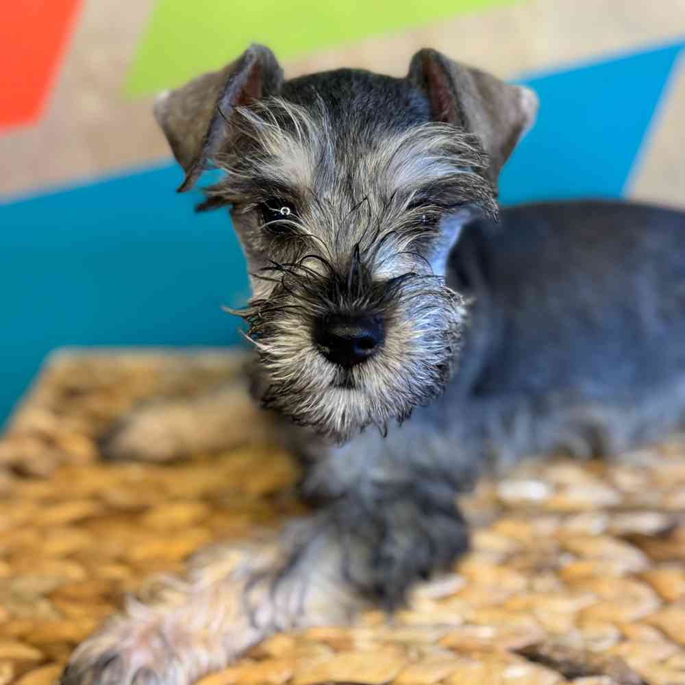 carousel pet images