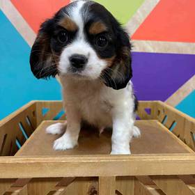 Cavalier King Charles Spaniel