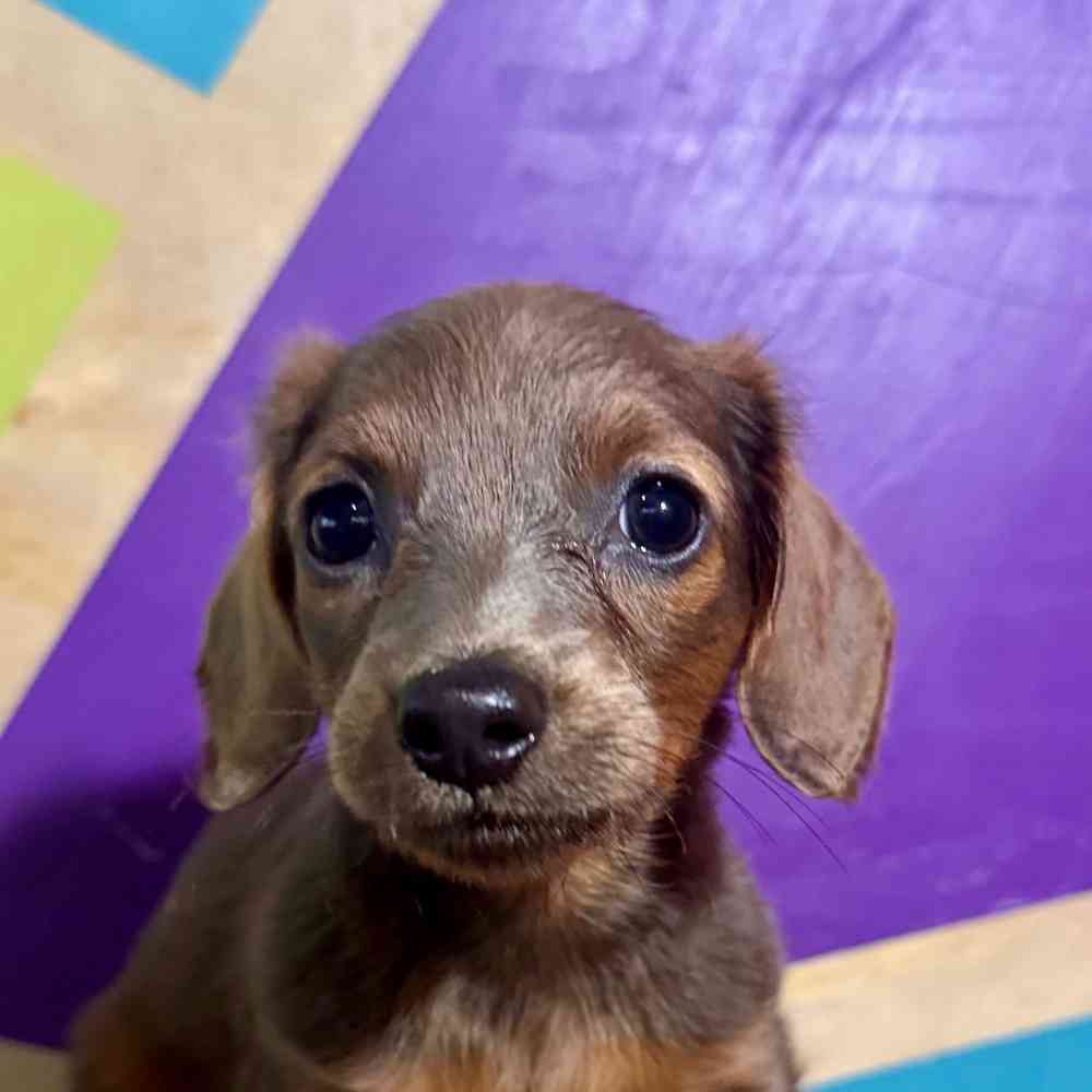 Image of a pet breed in the gallery