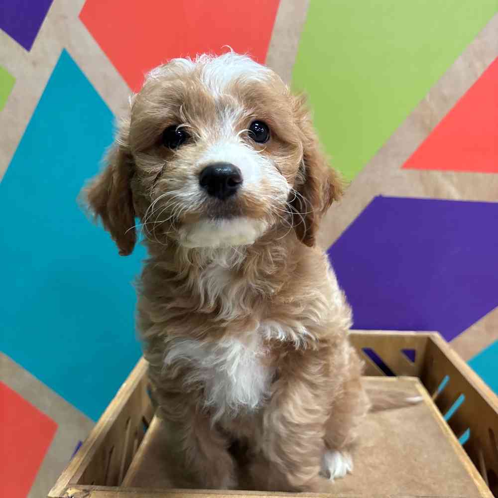 carousel pet images