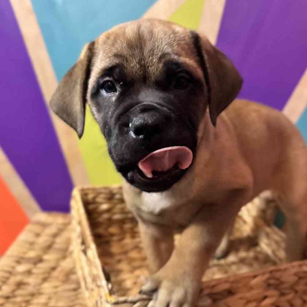 Image of a pet breed in the gallery