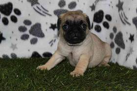 Pug