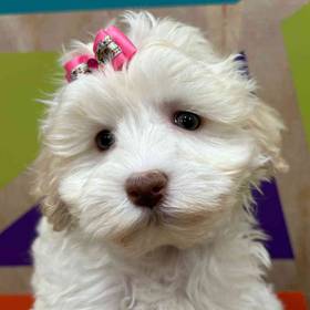 Havanese