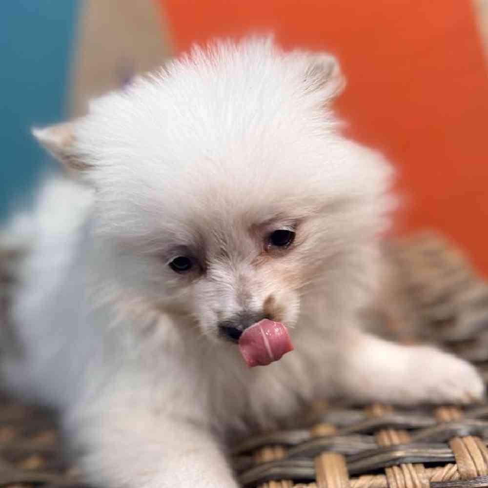 carousel pet images