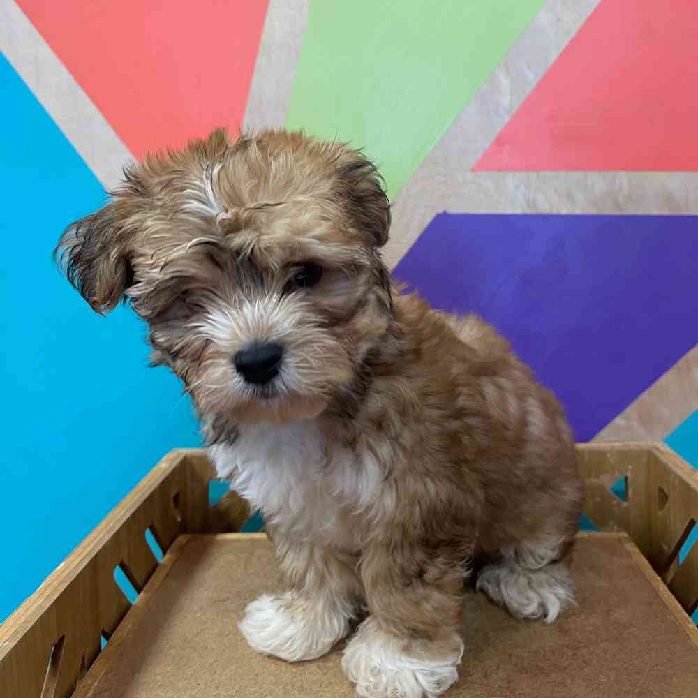 carousel pet images