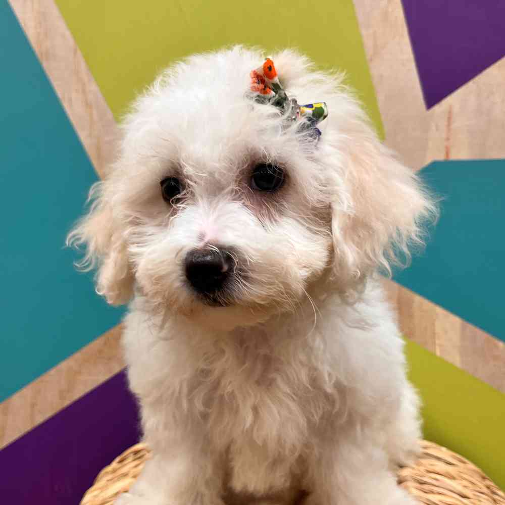 carousel pet images