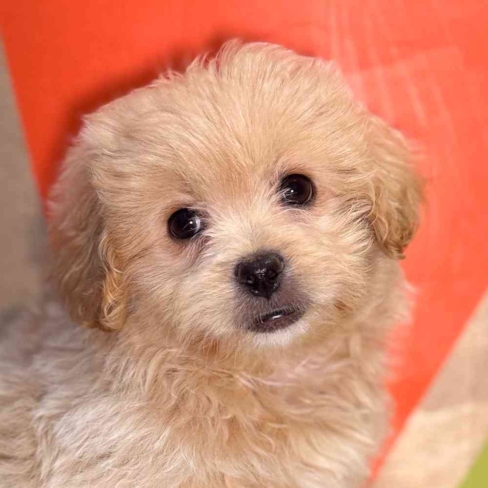 pet breed image