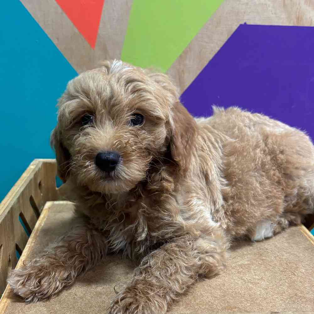 carousel pet images