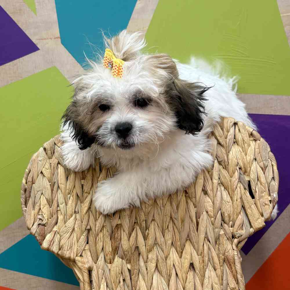 carousel pet images