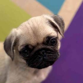 Pug